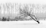 Snowy Leaning Tree_P1010314-6